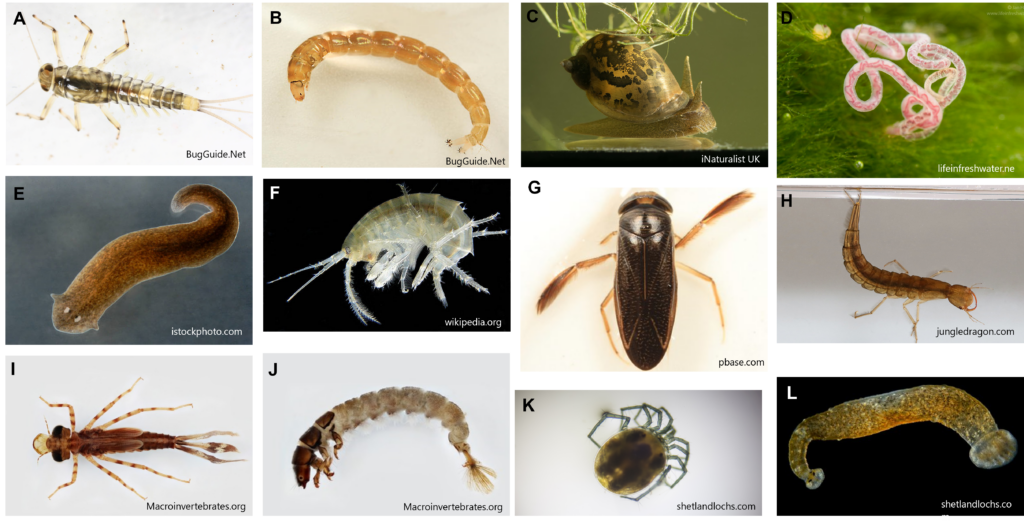 Photos of the most abundant macroinvertebrate taxa determined in this project: A) Ephemeroptera, B) Diptera, C) Gastropoda, D) Oligochaeta, E) Turbellaria, F) Malacostraca, G) Hemiptera, H) Coleoptera, I) Odonata, J) Trichoptera, K) Hydracarina, and L) Hirudinea.