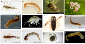 Photos of the most abundant macroinvertebrate taxa determined in this project: A) Ephemeroptera, B) Diptera, C) Gastropoda, D) Oligochaeta, E) Turbellaria, F) Malacostraca, G) Hemiptera, H) Coleoptera, I) Odonata, J) Trichoptera, K) Hydracarina, and L) Hirudinea.