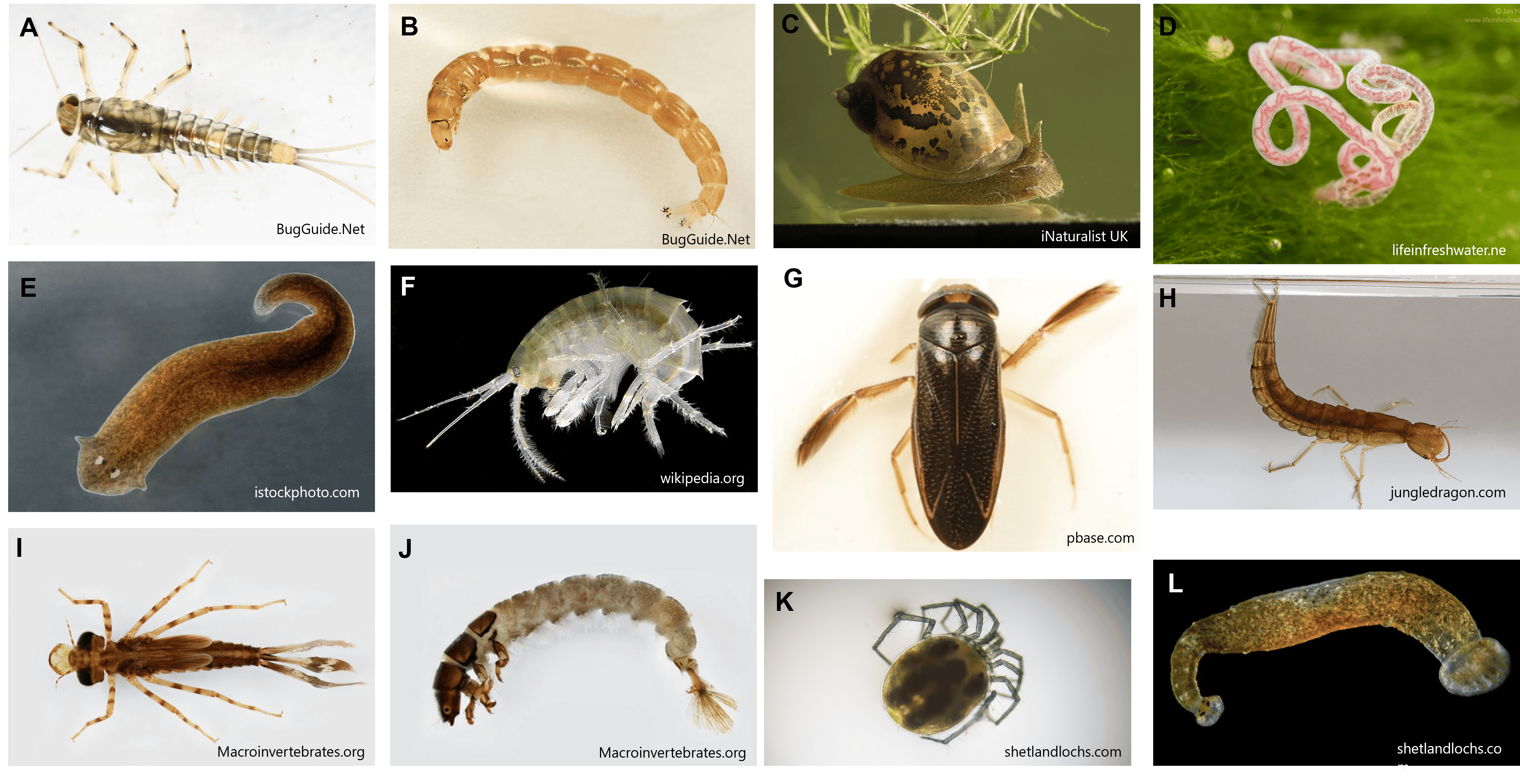 Photos of the most abundant macroinvertebrate taxa determined in this project: A) Ephemeroptera, B) Diptera, C) Gastropoda, D) Oligochaeta, E) Turbellaria, F) Malacostraca, G) Hemiptera, H) Coleoptera, I) Odonata, J) Trichoptera, K) Hydracarina, and L) Hirudinea.